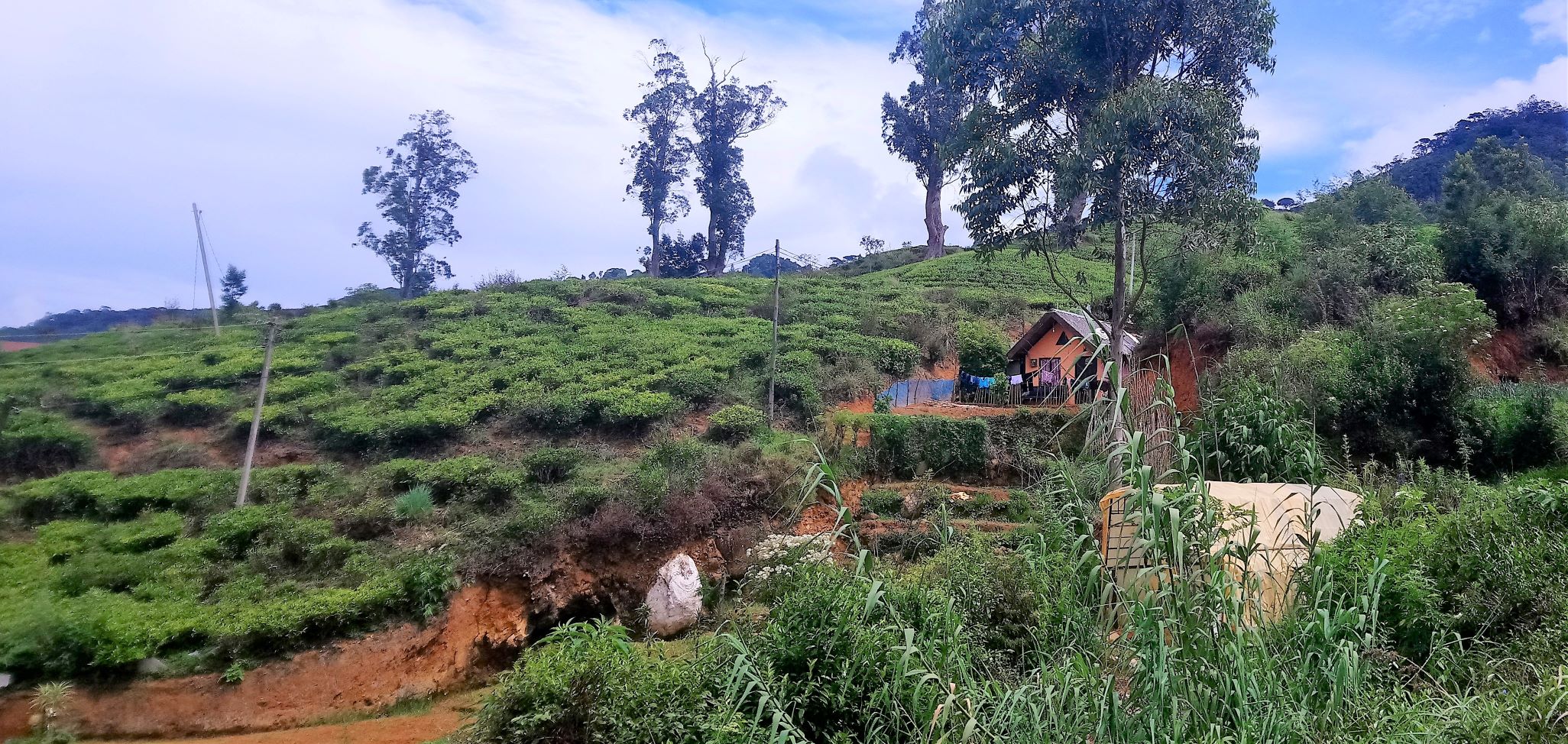 Home in tea plantation